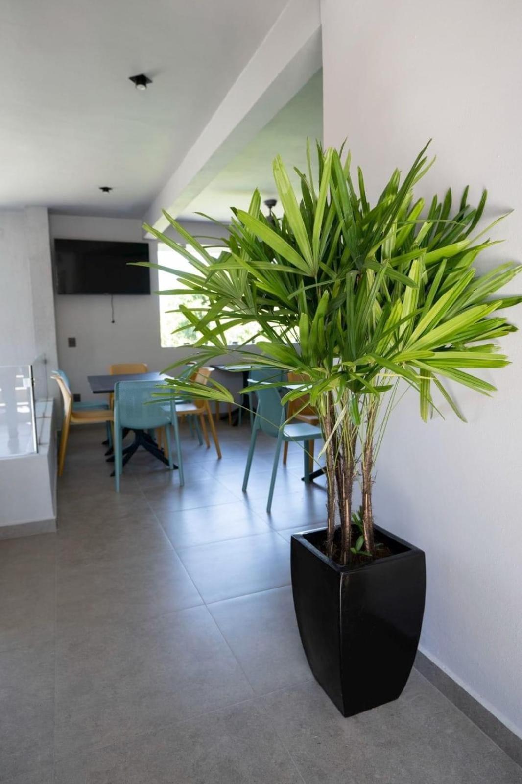 Sophie Hotel Boutique Crucecita  Экстерьер фото